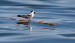 Guifette noire - Black Tern (Canon EOS 20D 1/2000 F7.1 iso400 400mm)