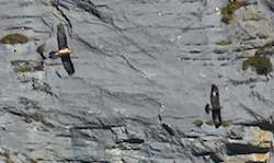 Gypaète barbu - Lammergeier (Canon EOS 300D DIGITAL 1/2000 F7.1 iso400 400mm)