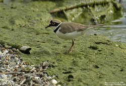 Petit gravelot / Pluvier - Little Ringed Plover ()