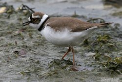 Petit gravelot / Pluvier - Little Ringed Plover ()