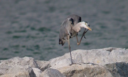 Héron cendré - Grey Heron (E995 59/38262 F6.4 iso100 21mm)