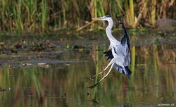 Héron cendré - Grey Heron ()