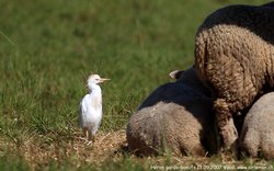 Héron garde-boeufs - Cattle Egret ()