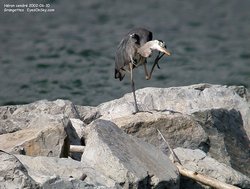 Héron cendré - Grey Heron ()
