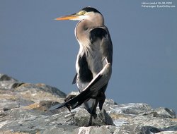 Héron cendré - Grey Heron ()