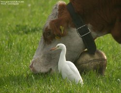 Héron garde-boeufs - Cattle Egret ()