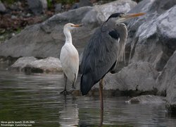 Héron garde-boeufs - Cattle Egret ()