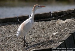Héron garde-boeufs - Cattle Egret ()