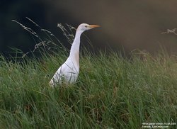 Héron garde-boeufs - Cattle Egret ()