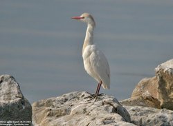 Héron garde-boeufs - Cattle Egret ()