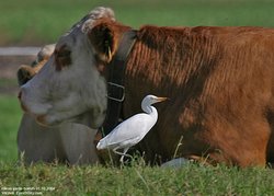 Héron garde-boeufs - Cattle Egret ()