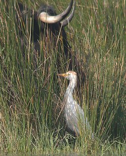 Héron garde-boeufs - Cattle Egret ()