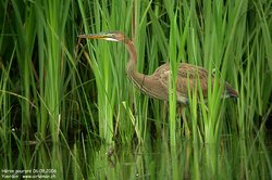 Héron pourpré - Purple Heron