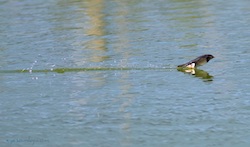 Hirondelle rustique / de cheminée - Barn Swallow