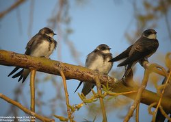 Hirondelle de rivage - Sand Martin or Bank Swallow ()