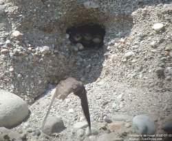 Hirondelle de rivage - Sand Martin or Bank Swallow ()