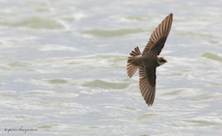 Hirondelle de rivage - Sand Martin or Bank Swallow (Canon EOS 20D 1/1000 F11 iso400 400mm)