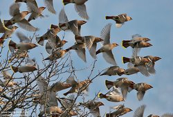 Jaseur boréal - Bohemian Waxwing ()