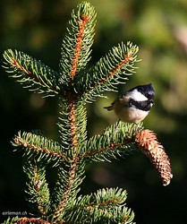 Mésange noire - Coal Tit ()