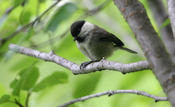 Mésange boréale - Willow Tit (Canon EOS 20D 1/200 F5.6 iso400 320mm)