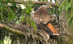 Milan royal - Red Kite (E4500 1/60 F4.7 iso100 29mm)