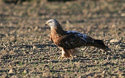 Milan royal - Red Kite ()