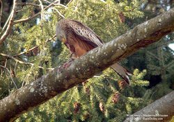 Milan royal - Red Kite ()