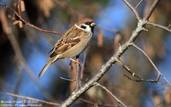 Moineau friquet - Eurasian Tree Sparrow ()