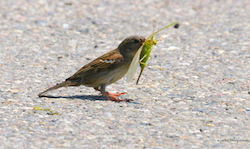 Moineau domestique - House Sparrow (Canon EOS 20D 1/1000 F11 iso400 400mm)