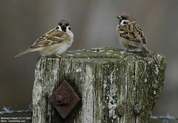 Moineau friquet - Eurasian Tree Sparrow ()