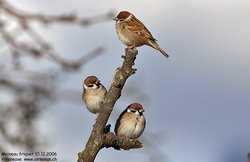 Moineau friquet - Eurasian Tree Sparrow ()