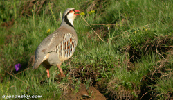 Perdrix bartavelle - Rock Partridge (E4500 10/1250 F6.5 iso100 32mm)