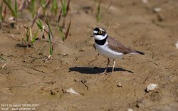 Petit gravelot / Pluvier - Little Ringed Plover ()
