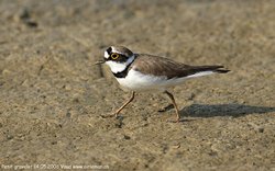 Petit gravelot / Pluvier - Little Ringed Plover ()