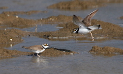 Petit gravelot / Pluvier - Little Ringed Plover (Canon EOS 20D 1/1600 F5.6 iso200 375mm)