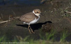 Petit gravelot / Pluvier - Little Ringed Plover ()