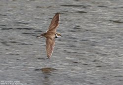 Petit gravelot / Pluvier - Little Ringed Plover ()