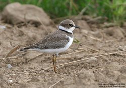 Petit gravelot / Pluvier - Little Ringed Plover ()