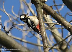 Pic épeiche - Great Spotted Woodpecker ()