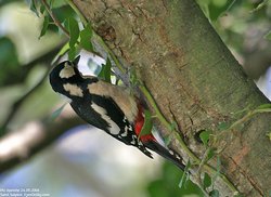 Pic épeiche - Great Spotted Woodpecker ()