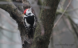 Pic épeichette - Lesser Spotted Woodpecker (Canon EOS 10D 1/30 F5.6 iso400 400mm)