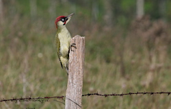 Pic vert - Eurasian Green Woodpecker (Canon EOS 20D 1/800 F10 iso400 400mm)