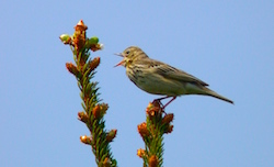 Pipit des arbres - Tree Pipit (E995 130/65587 F5.4 iso100 23mm)