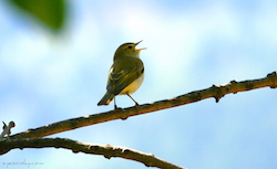 Pouillot de Bonelli - Western Bonelli's Warbler (Canon EOS 20D 1/640 F9 iso400 285mm)