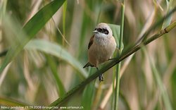 Rémiz penduline - Eurasian Penduline-Tit ()