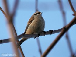 Rémiz penduline - Eurasian Penduline-Tit ()