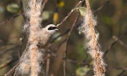 Rémiz penduline - Eurasian Penduline-Tit (Canon EOS 20D 1/800 F10 iso400 400mm)
