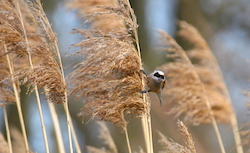 Rémiz penduline - Eurasian Penduline-Tit (Canon EOS 20D 1/640 F9 iso400 400mm)