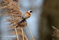 Rémiz penduline - Eurasian Penduline-Tit ()
