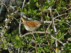 Rossignol philomèle - Common Nightingale ()
